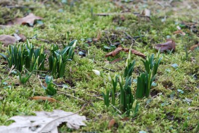 Leucojum vernum - bledule jarní (3)
